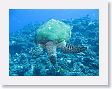 AnemoneCrater14 * Green Sea Turtle. * Green Sea Turtle.