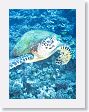 AnemoneCrater15 * Green Sea Turtle. * Green Sea Turtle.