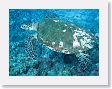 AnemoneCrater16 * Green Sea Turtle. * Green Sea Turtle.