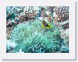 AnemoneCrater20 * Anemonefish and sea anemone. * Anemonefish and sea anemone.