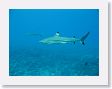 AnemoneCrater28 * Blacktip reef sharks. * Blacktip reef sharks.