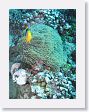 AnemoneCrater35 * Anemonefish and sea anemone. * Anemonefish and sea anemone.