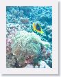 AnemoneCrater37 * Anemonefish and sea anemone. * Anemonefish and sea anemone.