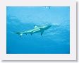 AnemoneCrater39 * Blacktip reef shark. * Blacktip reef shark.
