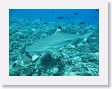 AnemoneCrater4 * Blacktip reef shark. * Blacktip reef shark.