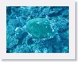 AnemoneCrater7 * Green sea turtle. * Green sea turtle.