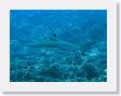 Canyons21 * Blacktip reef shark. * Blacktip reef shark.