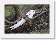 BirdIsland50 * Common Fairy-Tern. * Common Fairy-Tern.