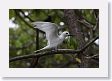 BirdIsland59 * Common Fairy-Tern. * Common Fairy-Tern.
