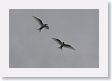 BirdIsland61 * Common Fairy-Terns. * Common Fairy-Terns.
