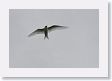 BirdIsland62 * Common Fairy-Tern. * Common Fairy-Tern.