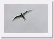 BirdIsland63 * Common Fairy-Tern. * Common Fairy-Tern.