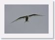 BirdIsland64 * Common Fairy-Tern. * Common Fairy-Tern.