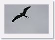 BirdIsland69 * Lesser Frigatebird. * Lesser Frigatebird.