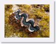 LagoonSnorkel16 * Blue-lipped clam. * Blue-lipped clam.