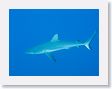 SharkHole7 * Grey reef shark. * Grey reef shark.