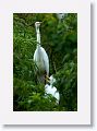 Great Egret with chick