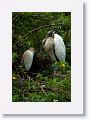 Cattle Egret in breeding plumage with Wood Stork