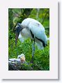 Wood Stork with chicks