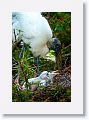Wood Stork with chicks