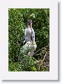The first week of May and the Wood Stork chicks are much larger