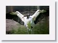04a-001 * Wood Stork * Wood Stork