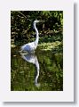 03a-002 * Great Egret * Great Egret