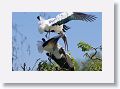 03a-030 * Wood Storks mating * Wood Storks mating