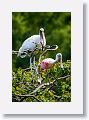 04a-018 * Wood Stork and Roseate Spoonbill * Wood Stork and Roseate Spoonbill