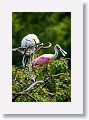 04a-019 * Wood Stork and Roseate Spoonbill * Wood Stork and Roseate Spoonbill