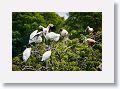 04a-030 * Wood Storks and Roseate Spoonbills * Wood Storks and Roseate Spoonbills