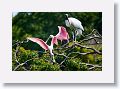 04a-031 * Wood Stork and Roseate Spoonbills * Wood Stork and Roseate Spoonbills