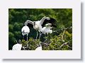 04a-035 * Wood Storks * Wood Storks