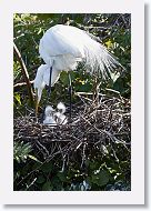 04b-004 * Great Egrets * Great Egrets