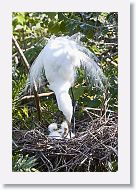 04b-005 * Great Egrets * Great Egrets