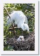 04b-006 * Great Egrets * Great Egrets