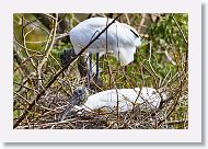 03a-001 * Wood Storks * Wood Storks