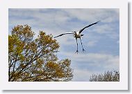 03a-006 * Wood Stork * Wood Stork