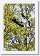 03a-007 * Wood Stork * Wood Stork