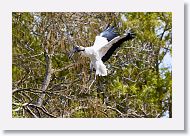 03a-008 * Wood Stork * Wood Stork