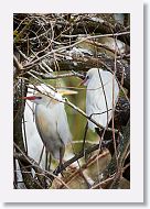 03a-044 * Cattle Egrets * Cattle Egrets
