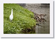 03a-049 * Cattle Egret * Cattle Egret