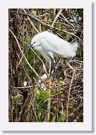 03a-056 * Snowy Egret * Snowy Egret