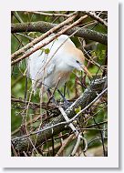 03a-065 * Cattle Egret * Cattle Egret