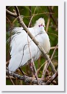 03a-066 * Cattle Egret * Cattle Egret