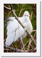 03a-067 * Cattle Egret * Cattle Egret