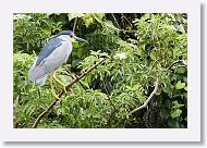 05a-018 * Black-crowned Night-heron * Black-crowned Night-heron