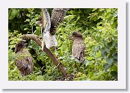 05a-020 * Black-crowned Night-heron chicks * Black-crowned Night-heron chicks