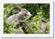 05a-021 * Black-crowned Night-heron chicks * Black-crowned Night-heron chicks