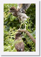 05a-022 * Black-crowned Night-heron chicks * Black-crowned Night-heron chicks